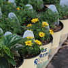 One Quart Annual Pots